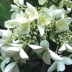 Meet your Posher, Clare